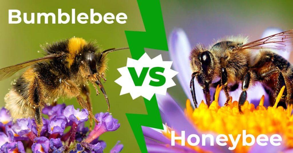 Bumblebee Vs Honeybee